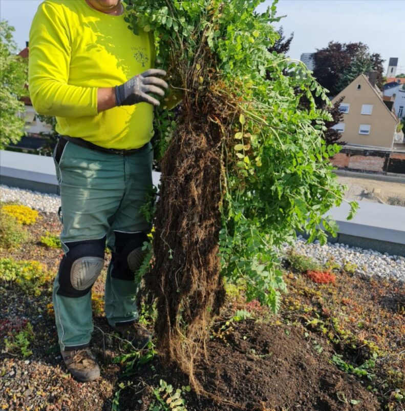 VitaForst: Ihre Experten für Neophytenbekämpfung in NRW – nachhaltig, zuverlässig, naturverträglich.