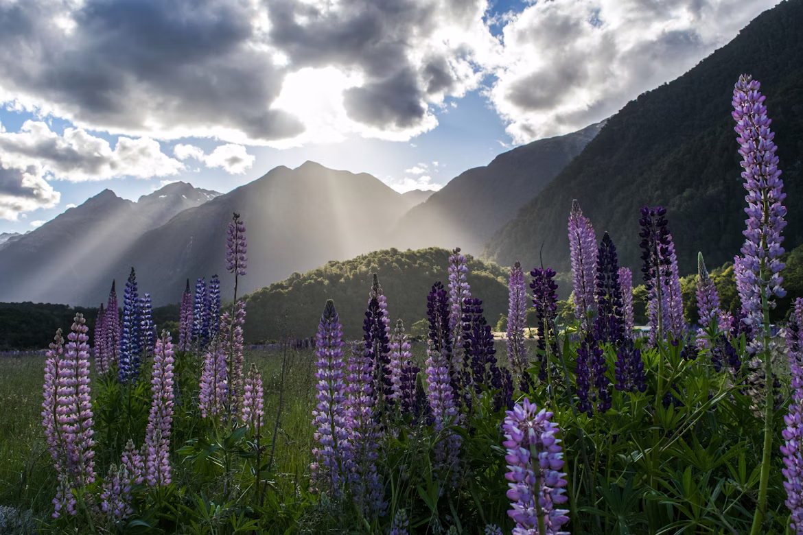neophyten-deutschland-vielblaettrige-lupine-invasive-art Die Vielblättrige Lupine stammt ursprünglich aus Nordamerika. Im 19. Jahrhundert wurde sie als Zierpflanze nach Europa eingeführt und wegen ihrer auffälligen Blüten und ihrer Fähigkeit zur Bodenverbesserung (Stickstoffanreicherung) schnell beliebt. Sie wurde auch im Straßen- und Landschaftsbau eingesetzt, etwa zur Böschungsbefestigung. Von dort aus verwilderte sie
