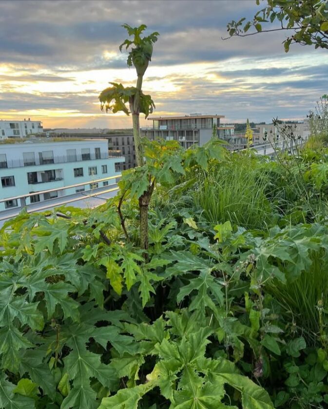 riesen-baerenklau-neophyt-riesenbaerenklau Der Riesenbärenklau stammt ursprünglich aus dem Westlichen Kaukasus. Erste Nachweise in Europa gehen auf botanische Gärten und Sammlungen zurück. Im 19. und frühen 20. Jahrhundert wurde die Pflanze als Zier- und Gartenpflanze eingeführt, teils auch als Bienenweide oder Deckungspflanze. Mit der Zeit entwich sie aus Gärten und verbreitete sich verwildert in der Landschaft.