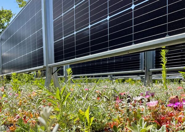 vitaforst-dachbegruenung-solar-bayern Dachbegrünung mit Solar / PV in Bayern: Die einmalige Kombination aus Gründach und Photovoltaik verbessert die Energieeffizienz, indem die Pflanzen das Mikroklima um die Solarmodule kühlen und so die Leistung der Anlage erhöhen.