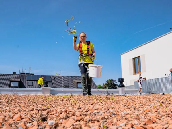 vitaforst-gruendach-koeln-dachbegruenung Mit dem so genannten Schwammstadt-Konzept helfen wir Ihnen dabei, den negativen Folgen des Klimawandels entgegenzuwirken. Die Idee dahinter ist es, den natürlichen Wasserkreislauf wiederherzustellen. Dabei funktionieren die Dächer von Köln als Retentionsflächen, die bei Starkregen Wasser speichern und es bei Überhitzung wieder abgeben.