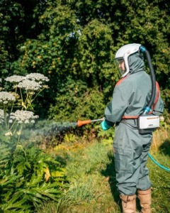 Es gibt verschiedene Methoden, um invasive Pflanzenarten wirksam zu bekämpfen, die alle zum Ziel haben, ihre Ausbreitung zu stoppen, Schäden an heimischen Ökosystemen zu verhindern und die Artenvielfalt zu schützen. Die Ansätze reichen dabei von biologischen über chemische und kulturelle Maßnahmen bis hin zu mechanischen und manuellen Methoden, die je nach Situation einzeln oder in Kombination eingesetzt werden.