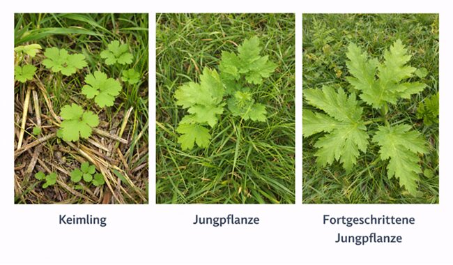 Der Riesenbärenklau als Jungpflanze: Kleine Pflanzen können leicht übersehen werden, da der Riesenbärenklau nach der Keimung zunächst kleine rundliche Blätter bildet, die sich erst mit zunehmender Größe allmählich teilen und gelappt werden.