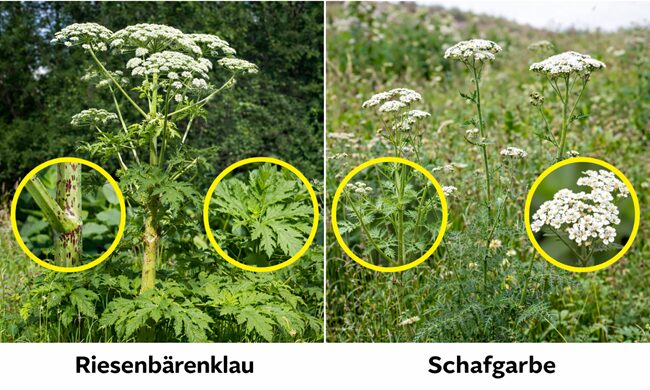 Eine Verwechslung von Bärenklau und Schafgarbe kommt vor allem aus der Entfernung oder bei flüchtigem Hinsehen vor, da beide Pflanzen weiße Blütenstände tragen und häufig auf Wiesen, Böschungen und an Wegrändern wachsen. Botanisch gesehen gehören sie jedoch zu unterschiedlichen Pflanzenfamilien (Doldenblütler/Apiaceae vs. Korbblütler/Asteraceae) und lassen sich bei genauer Betrachtung eindeutig unterscheiden.