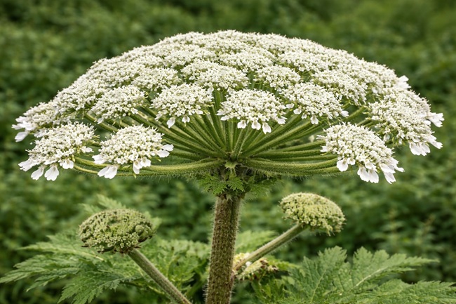 Die Blüte des Riesenbärenklaus ist ebenso auffällig wie charakteristisch. Sie besteht aus großen, schirmförmigen Dolden, die einen Durchmesser von bis zu 50 cm erreichen können. Jede einzelne Dolde setzt sich wiederum aus zahlreichen kleinen, weißen Einzelblüten zusammen.