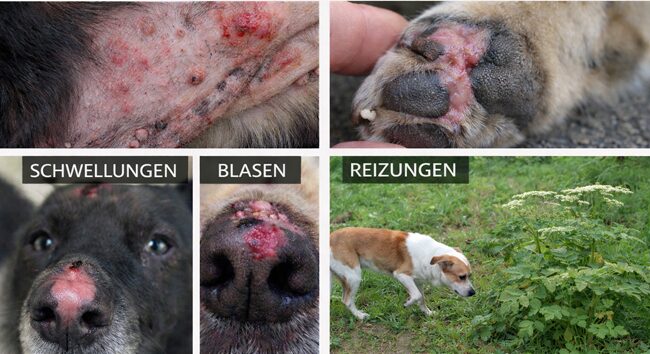 Wenn ein Hund mit Riesenbärenklau in Kontakt kommt, kann dies auch bei diesem zu schmerzhaften Hautreaktionen führen. Besonders gefährdet sind unbehaarte oder dünn behaarte Körperbereiche wie Nase, Maul, Ohren, Bauch und Pfoten.