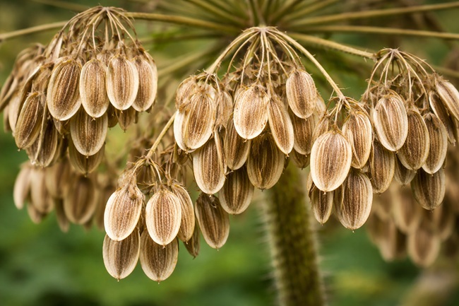 Ein einzelner Riesenbärenklau kann zehntausende Samen produzieren. Die Samen sind flach, oval bis elliptisch geformt und werden botanisch den sogenannten Spaltfrüchten zugerechnet.