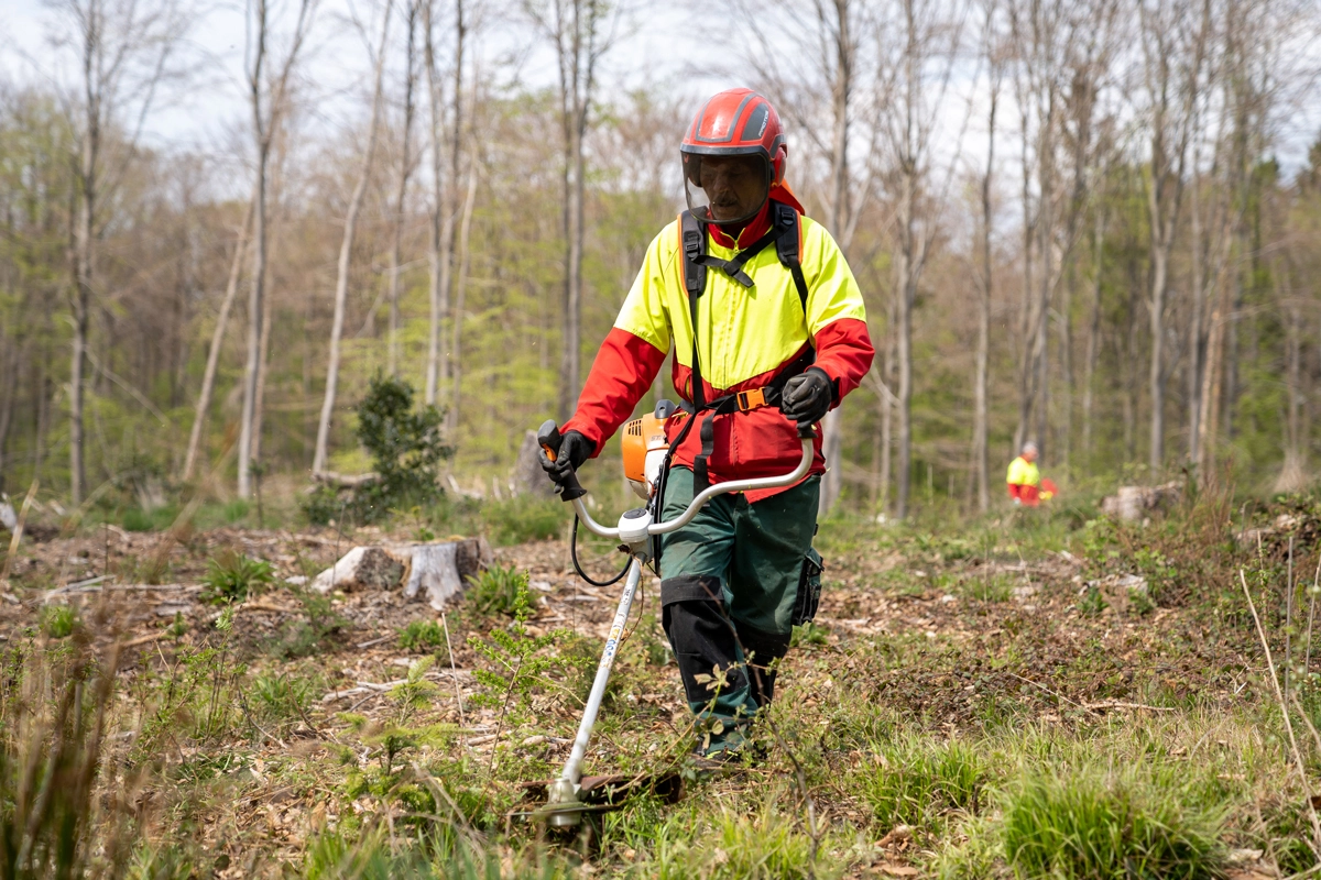 VitaForst-Forstbetrieb: Warum Pflege heute wichtiger ist denn je Deutschlands Wälder werden gemischter und jünger: Der überwiegende Teil der nachwachsenden Bestände ist heute Mischwald, ein großer Anteil entsteht aus Naturverjüngung.