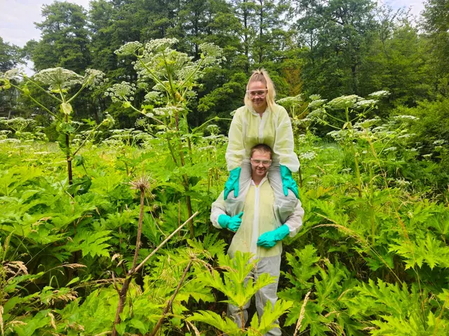 Der Riesenbärenklau (Wissenschaftlicher Name: Heracleum mantegazzianum) ist eine sehr große krautige Pflanze aus der Familie der Doldenblütler (Apiaceae), die unter geeigneten Bedingungen eine Größe von bis zu etwa fünf Metern erreichen kann.