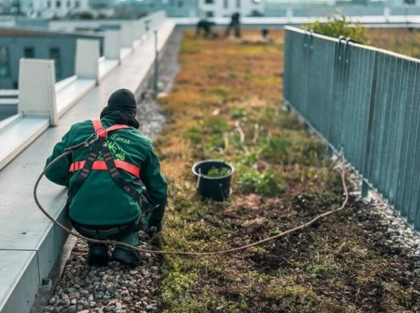 Das Entfernen von Unkraut gehört zu den wichtigsten Pflegeschritten bei einer Dachbegrünung. Vor allem in den Sommermonaten steigt der Druck durch unerwünschte Eindringlinge, die sich schnell ausbreiten und die gewünschte Vegetation verdrängen können.