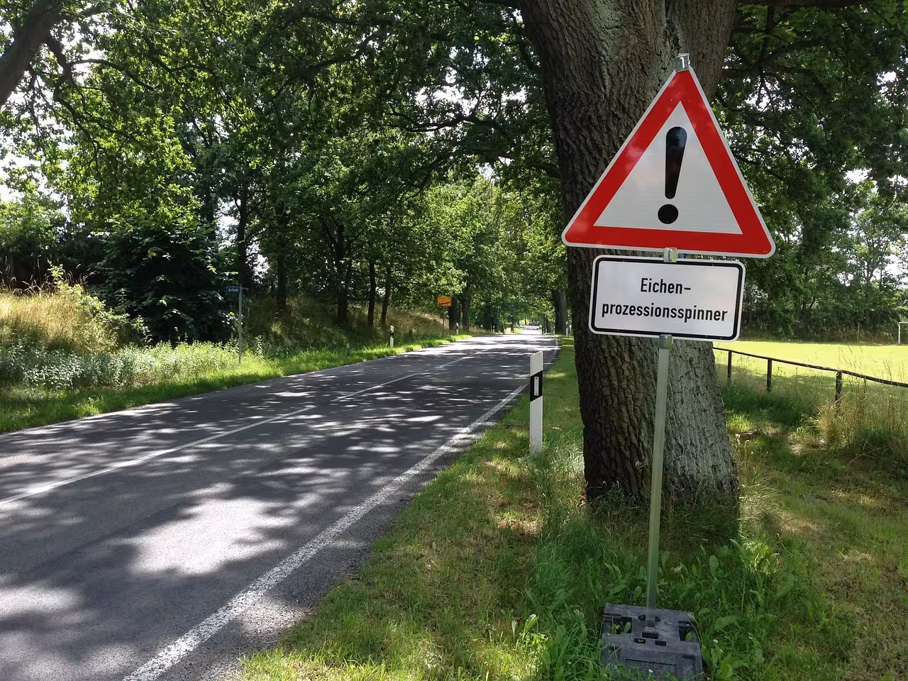 Eichenprozessionsspinner entfernen: VitaForst – Ihre Firma für die fachgerechte ESP-Bekämpfung.